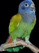 pamperedpeeps.com Jescie