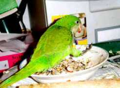 gotbirdsonline.com Jesenia