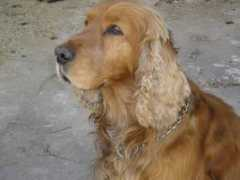 Jesin