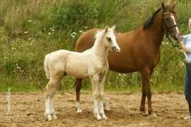 oakland-ponys.de Jessira