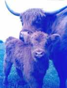 highlandcattle.org Jestel