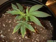 420magazine.com Jetsam