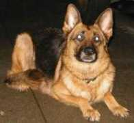 brushcreekkennels.com Jevita