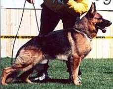 brushcreekkennels.com Jevita