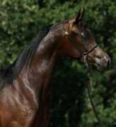 orrionfarms.com Jewelee