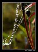 photoforum.ru Jeweller