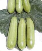 unitedgenetics.com Jezira