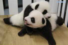 en.gmw.cn Jianjian