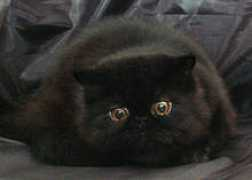 ltch-cattery.com Jianni
