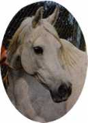 hcsarabians.com Jidran