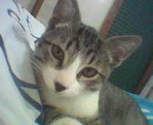 Jighen