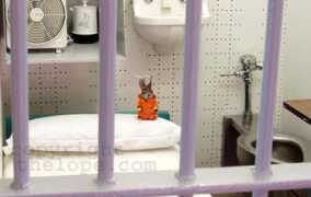 thelope.com Jigie