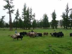 mongoliagercamps.net Jiguur