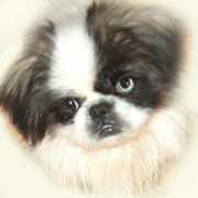 pekeatzurescue.com Jilayne