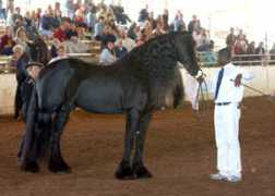 featheredhorseclassic.com Jilte