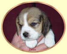 Jimba