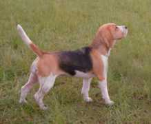 Jinca