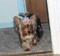 doggoneyorkies.com Jinger