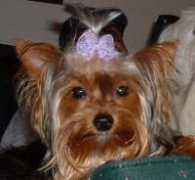 doggoneyorkies.com Jinger