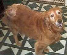 ligrr.org Jingles