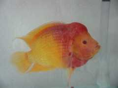 arowana.co.kr Jinkang