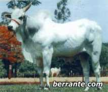berrantegenetica.com.br Jinkar