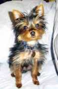 gotdogsonline.com Jintana