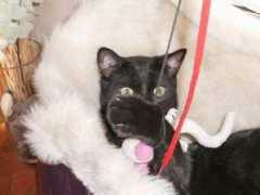 Jinxy