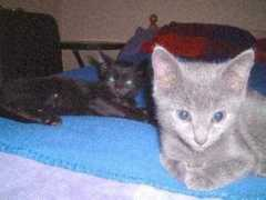 Jinxy
