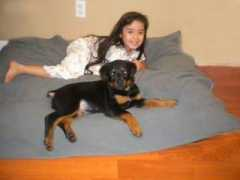 a-love-of-rottweilers.com Jiovana