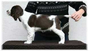 unsere-spaniels.de Jist