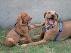 ridgeback-rhodesian.de Jitani