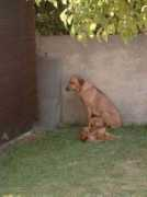 ridgeback-rhodesian.de Jitani