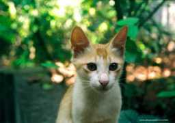 Jithesh