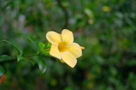 Jithesh