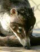 bearcreeksanctuary.com Jivala