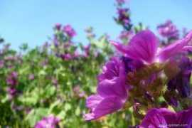 about-garden.com Jjaa