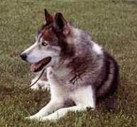 seppalakennels.com Jjeffrey