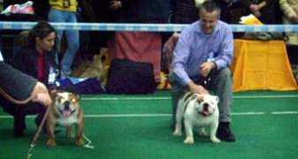 buldog-shs.narod.ru Jkob