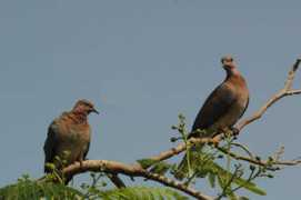oiseaux.net Jlch