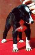 silkenwindhound.com Jmale