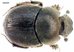 galerie-insecte.org Joannae