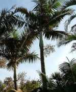 plantworld.co.za Joannis