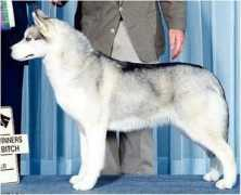 jo-karsiberians.com Joanta