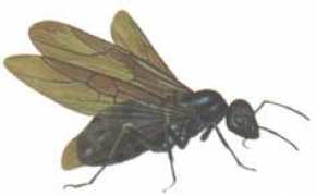 Joari