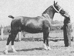 gelderlanderhorse.nl Jobine