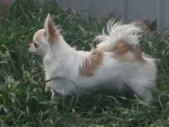 Jocal