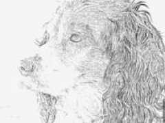 Joceane