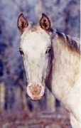 northernhorse.com Jocelan