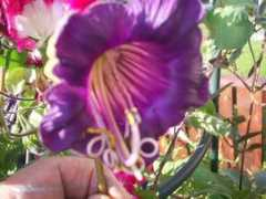 growsonyou.com Joebell